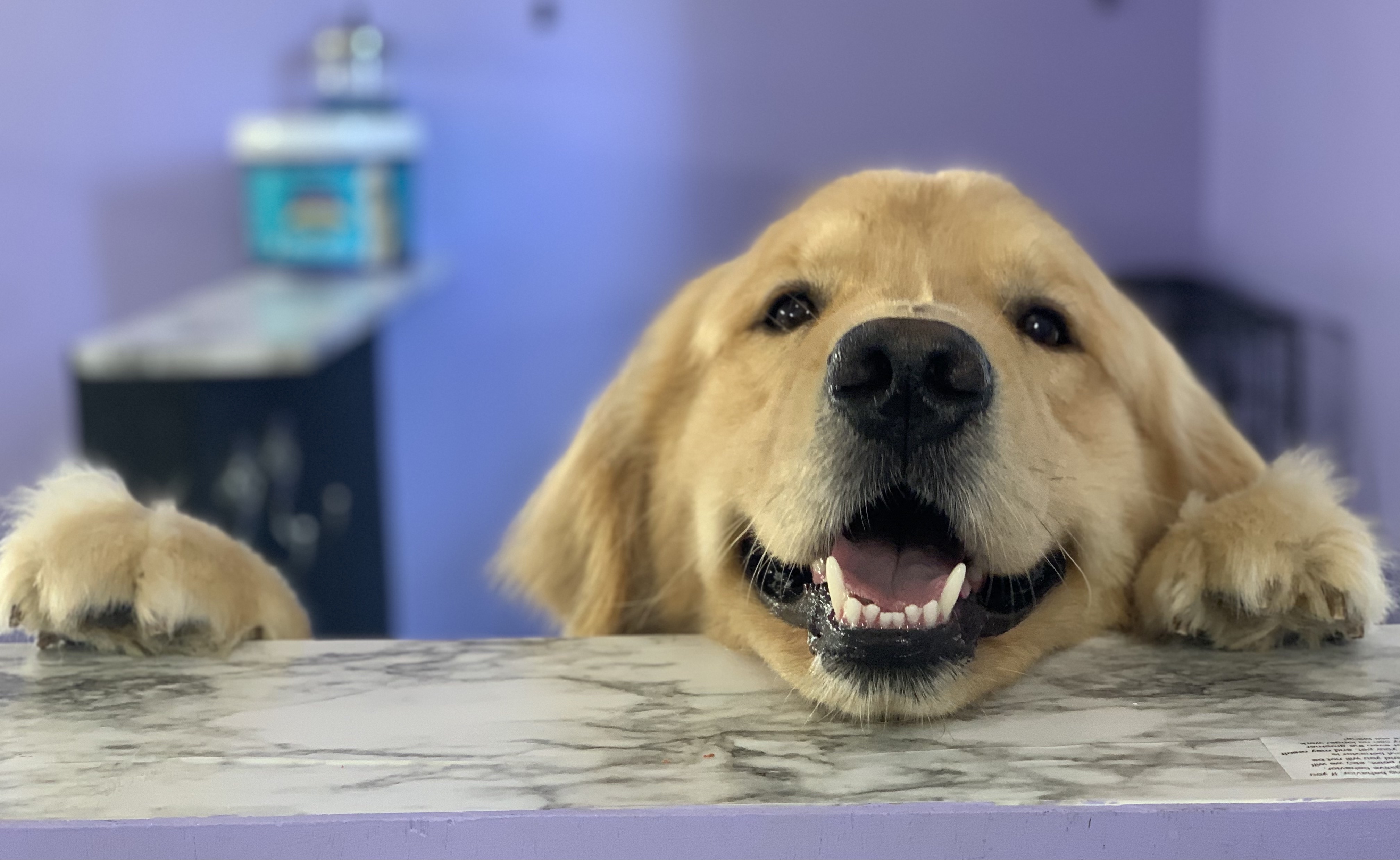 Magi, the All-Loving and Wise dog
